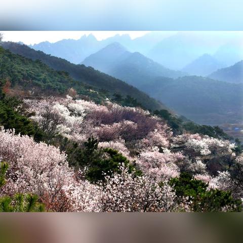 平度天气预报15天（平度天气预报15天气2345）